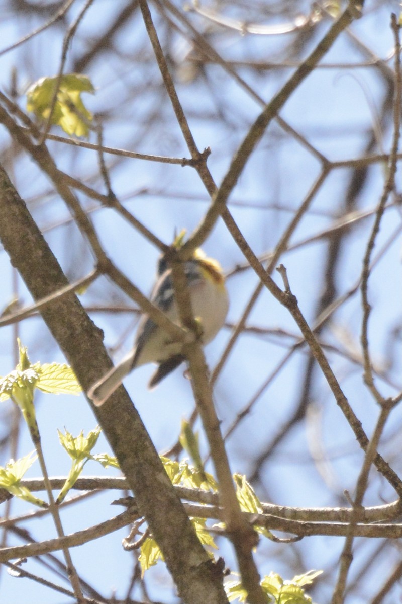 Northern Parula - Donna Foyle