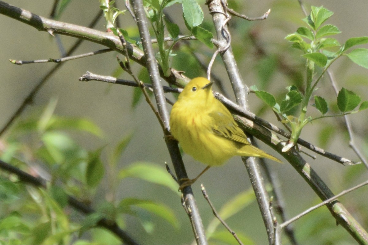 Paruline jaune - ML441005981