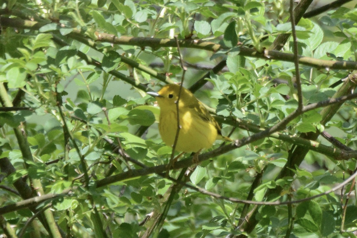 Paruline jaune - ML441006001