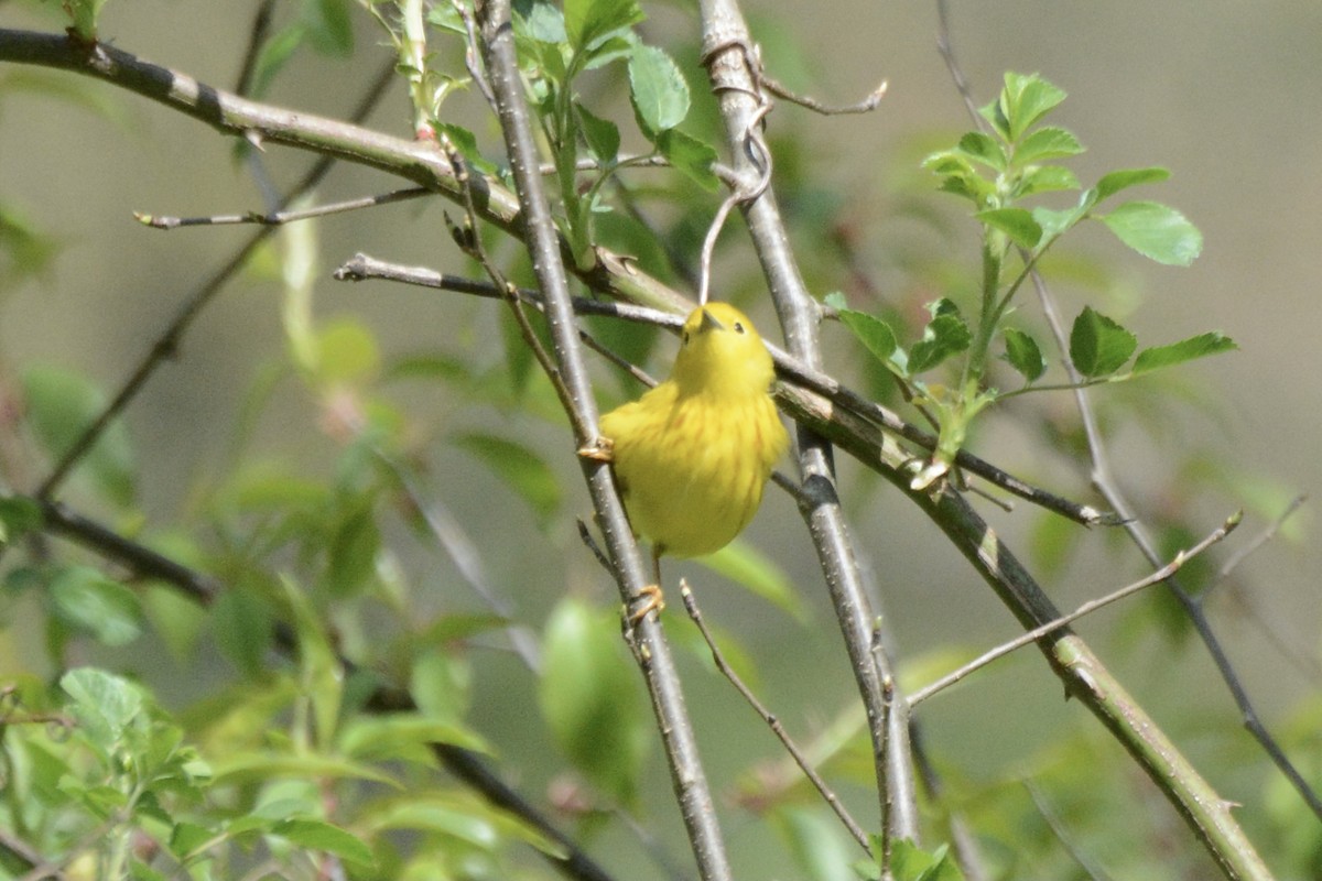 Yellow Warbler - Donna Foyle