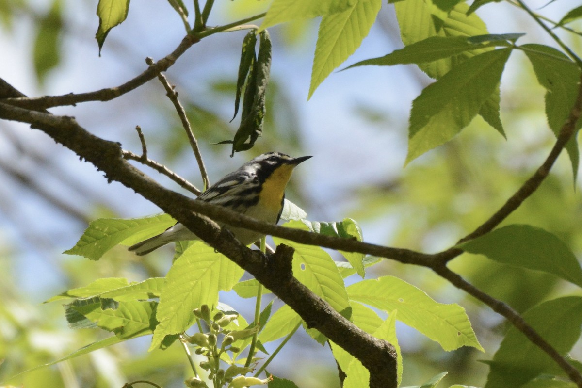 Yellow-throated Warbler - ML441006571