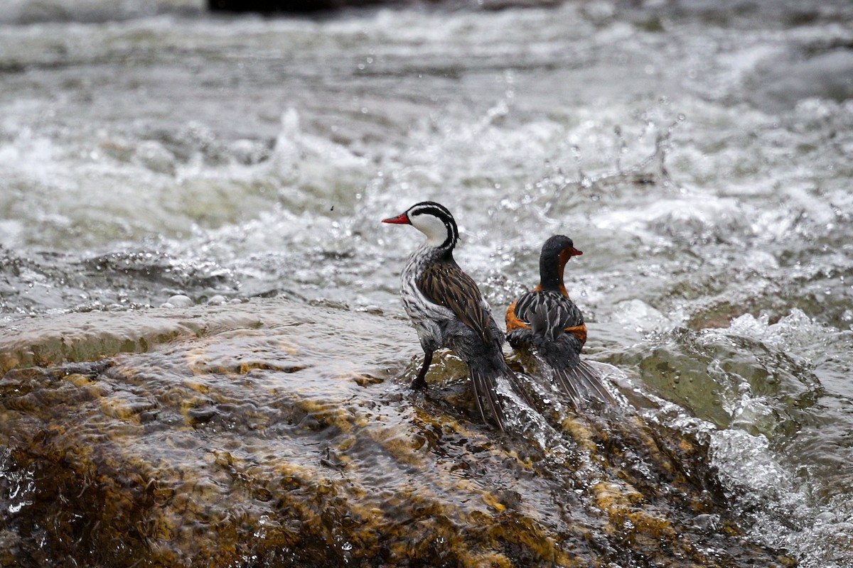 Torrent Duck - Gretchen Locy