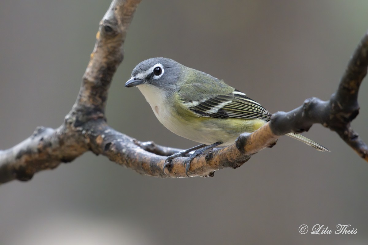 Blue-headed Vireo - Lila Theis