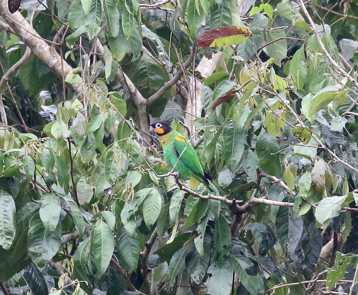 Orange-cheeked Parrot - ML441010231