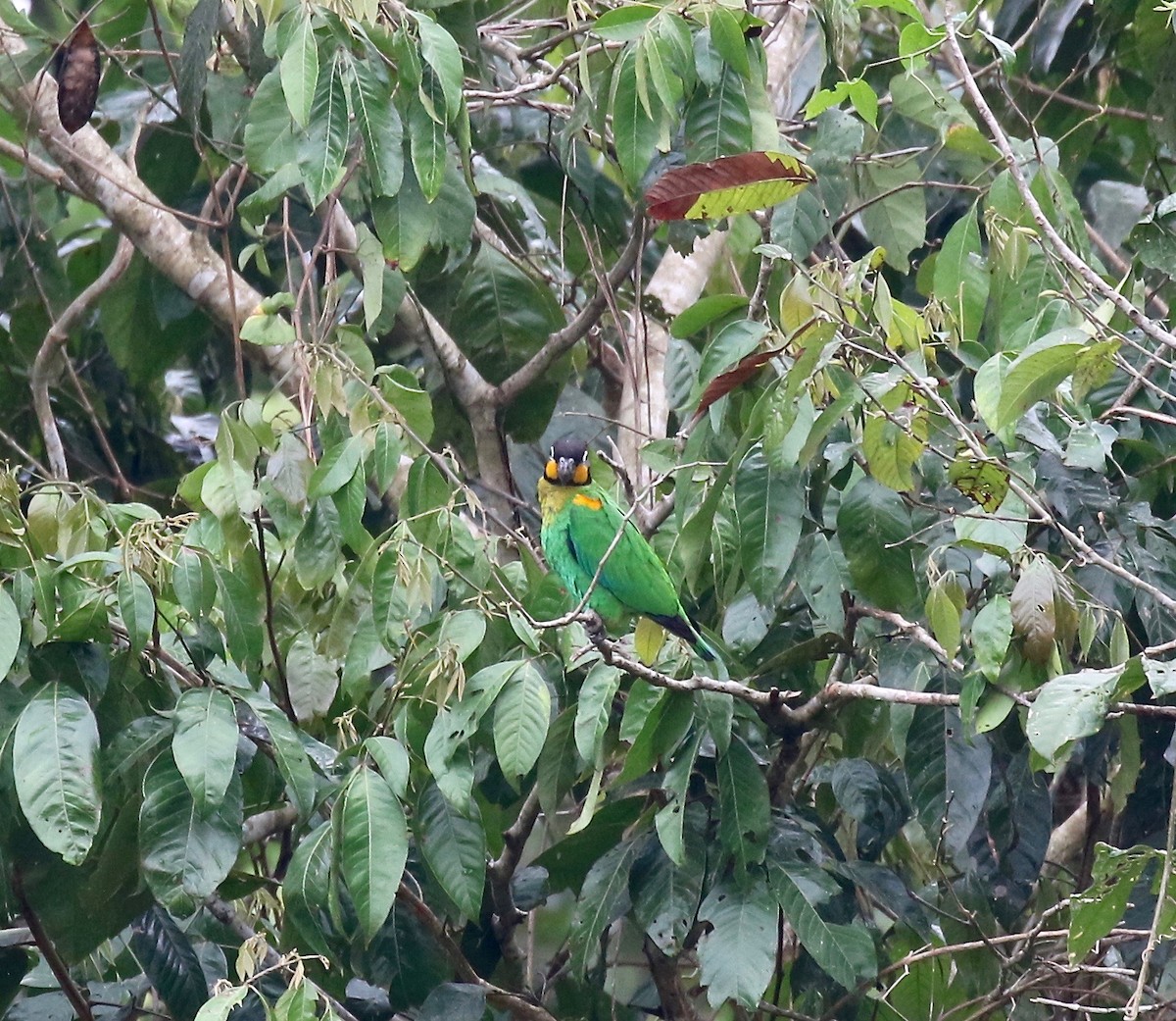 Orange-cheeked Parrot - ML441010241