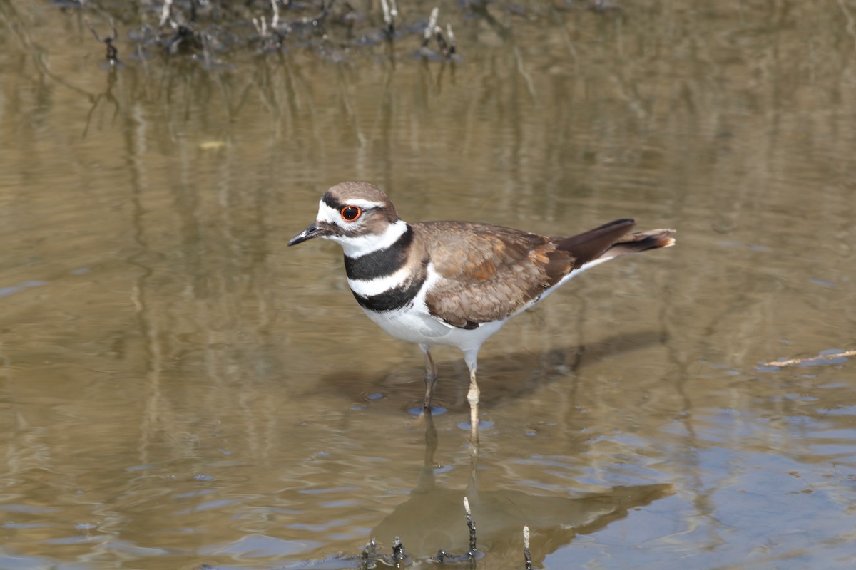 Killdeer - ML441010691