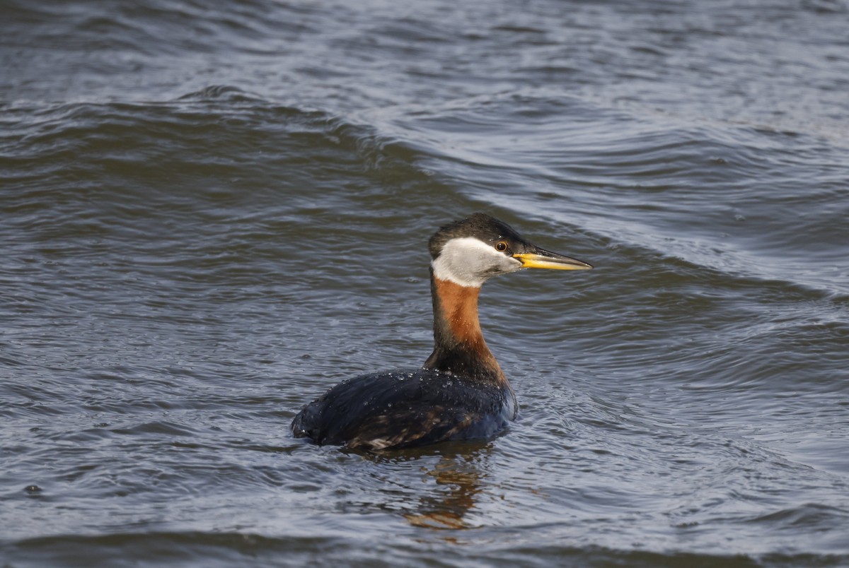 Red-necked Grebe - Scott Ray