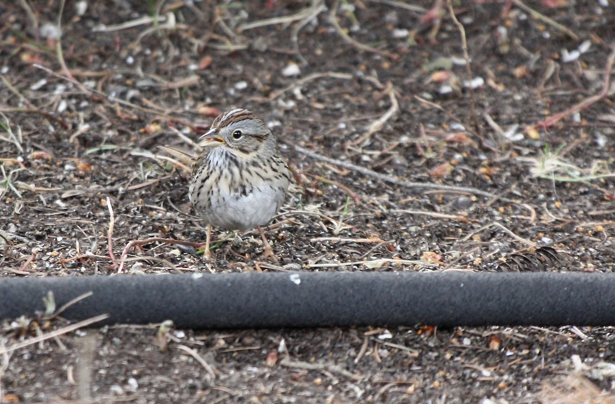 Lincoln's Sparrow - ML441014221