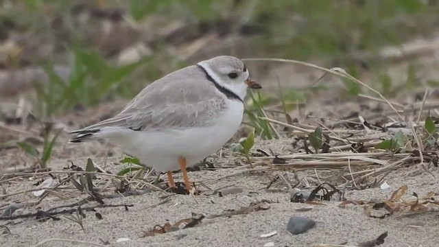 kulík pisklavý - ML441015661