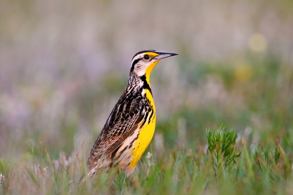 Eastern Meadowlark - ML441015691