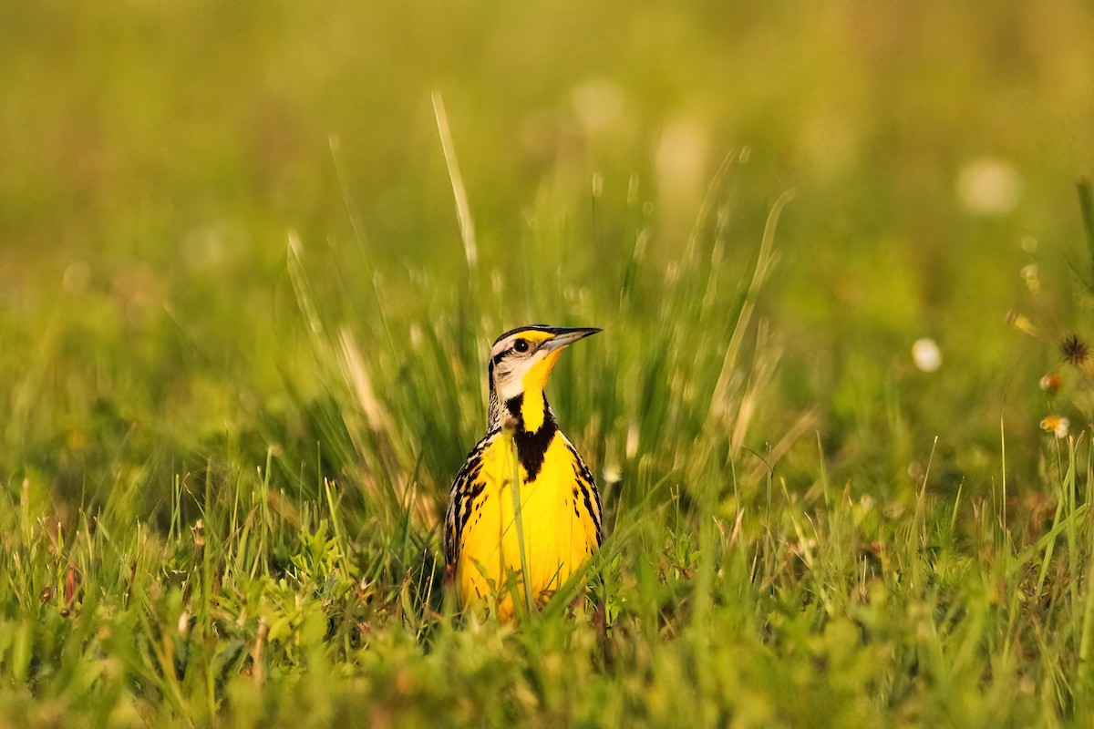 Eastern Meadowlark - ML441016041