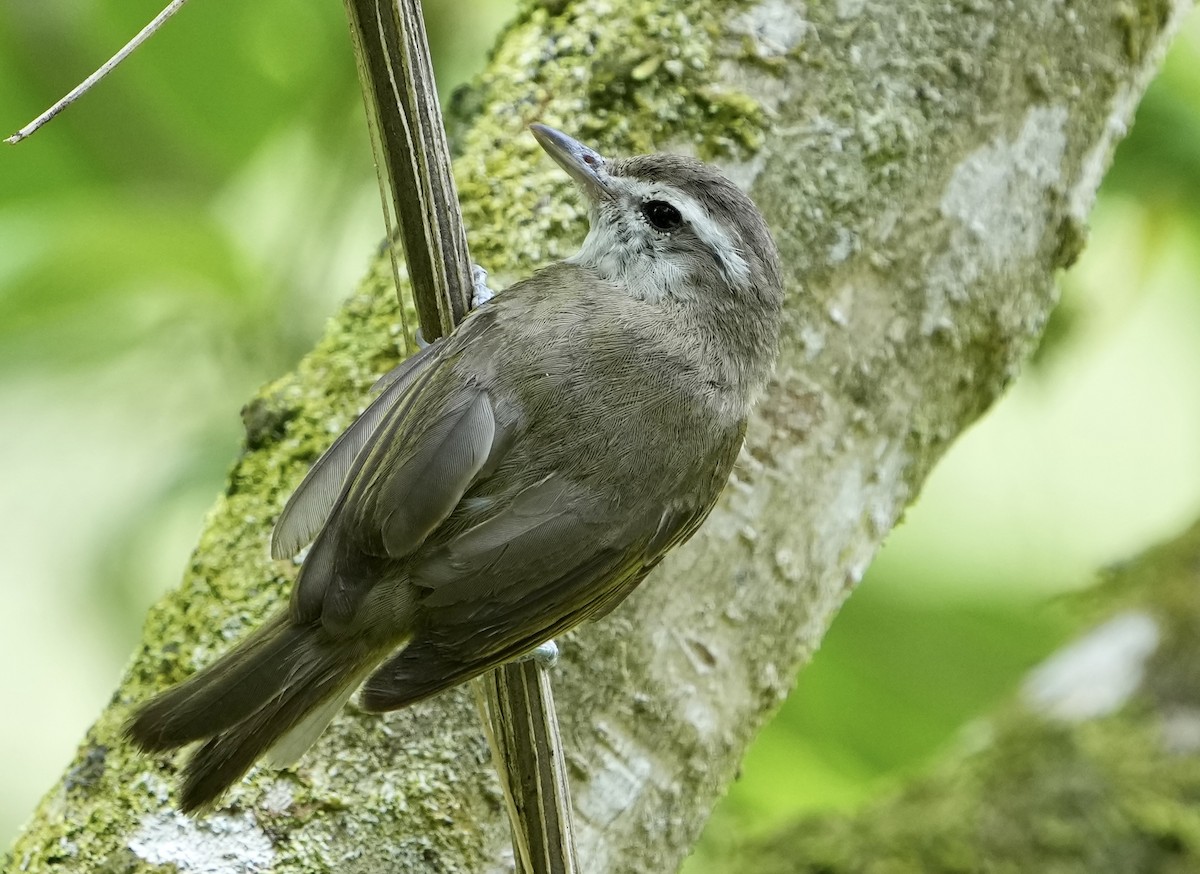 Brown-capped Vireo - ML441016391