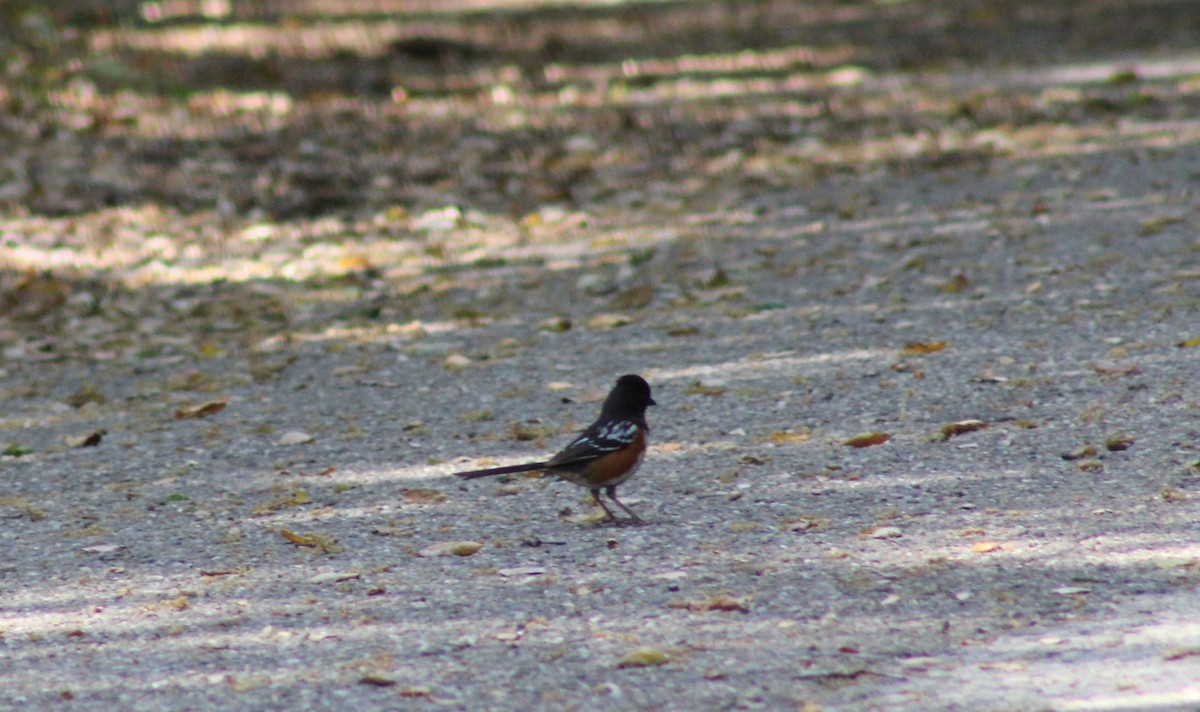 Spotted Towhee - ML441018131