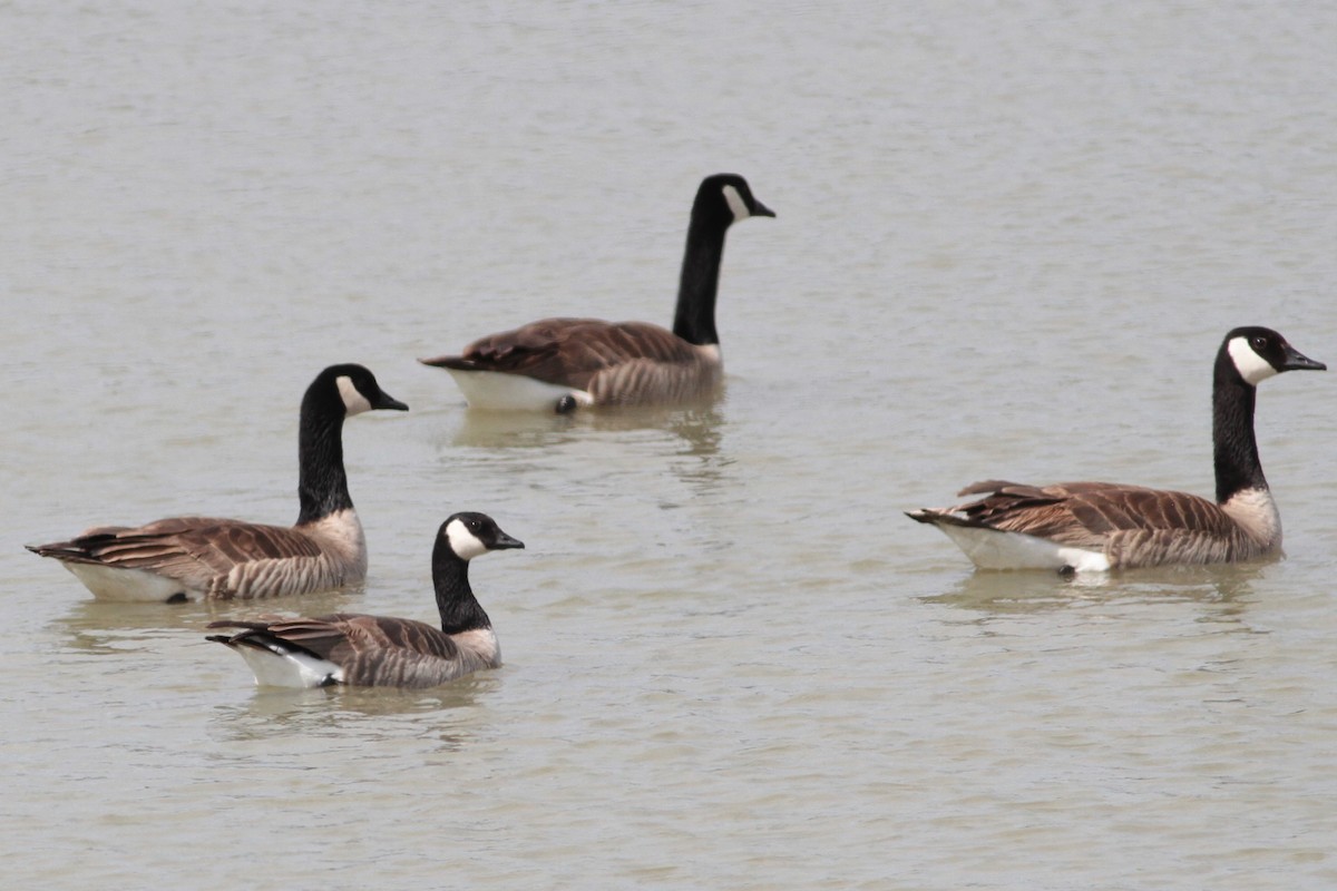 Cackling Goose - ML441019171