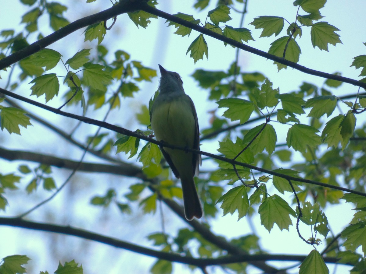 Great Crested Flycatcher - ML441019851