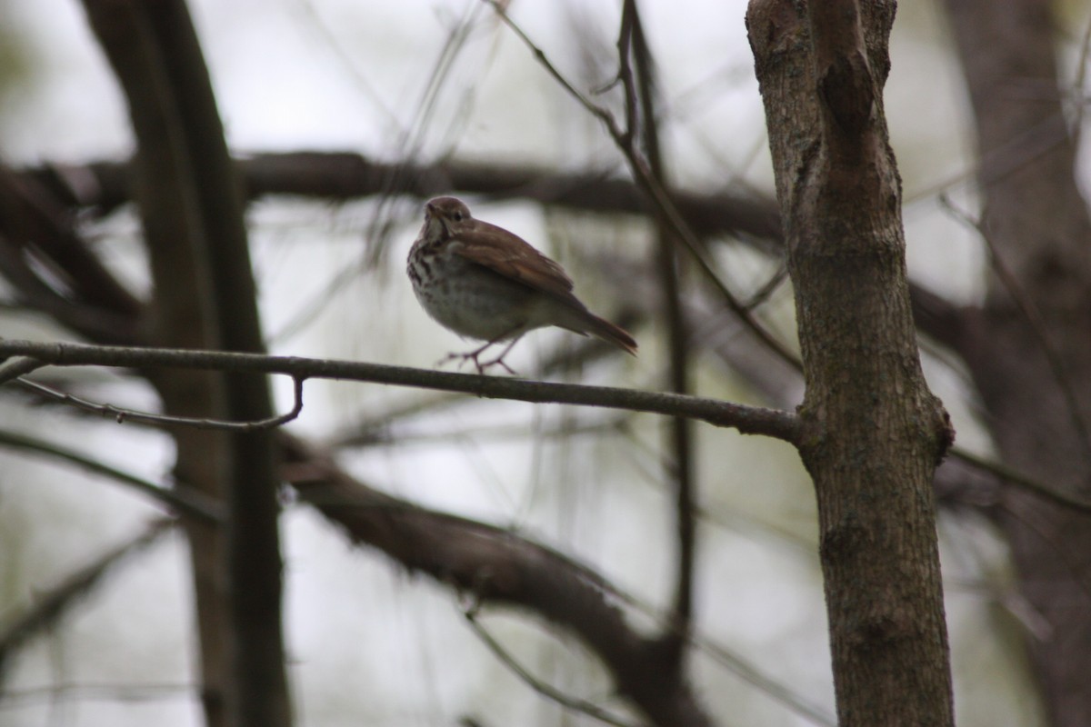 Hermit Thrush - ML441021121