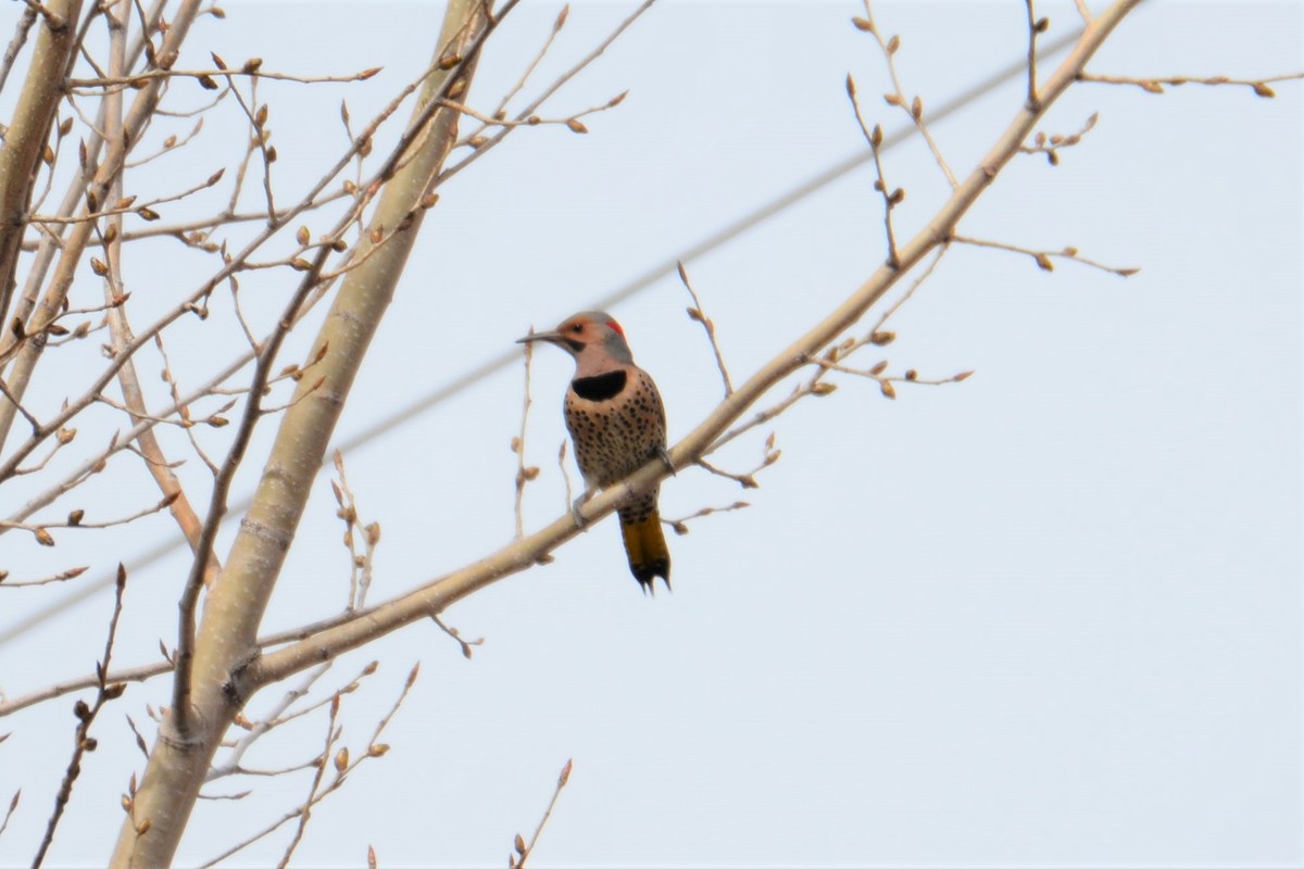 Northern Flicker - ML441021251