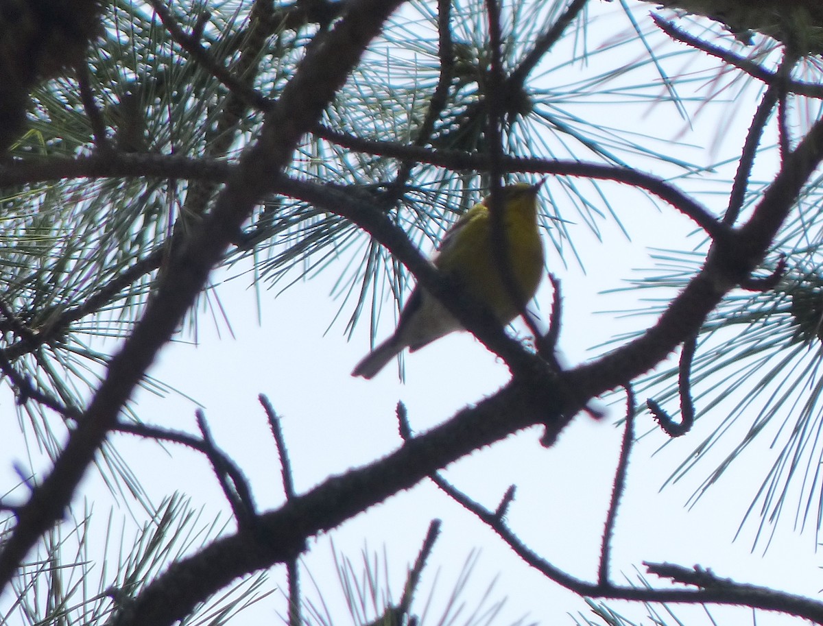 Pine Warbler - Jim Guion