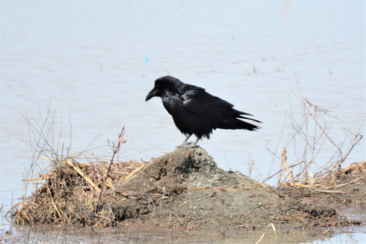 Common Raven - ML441023451