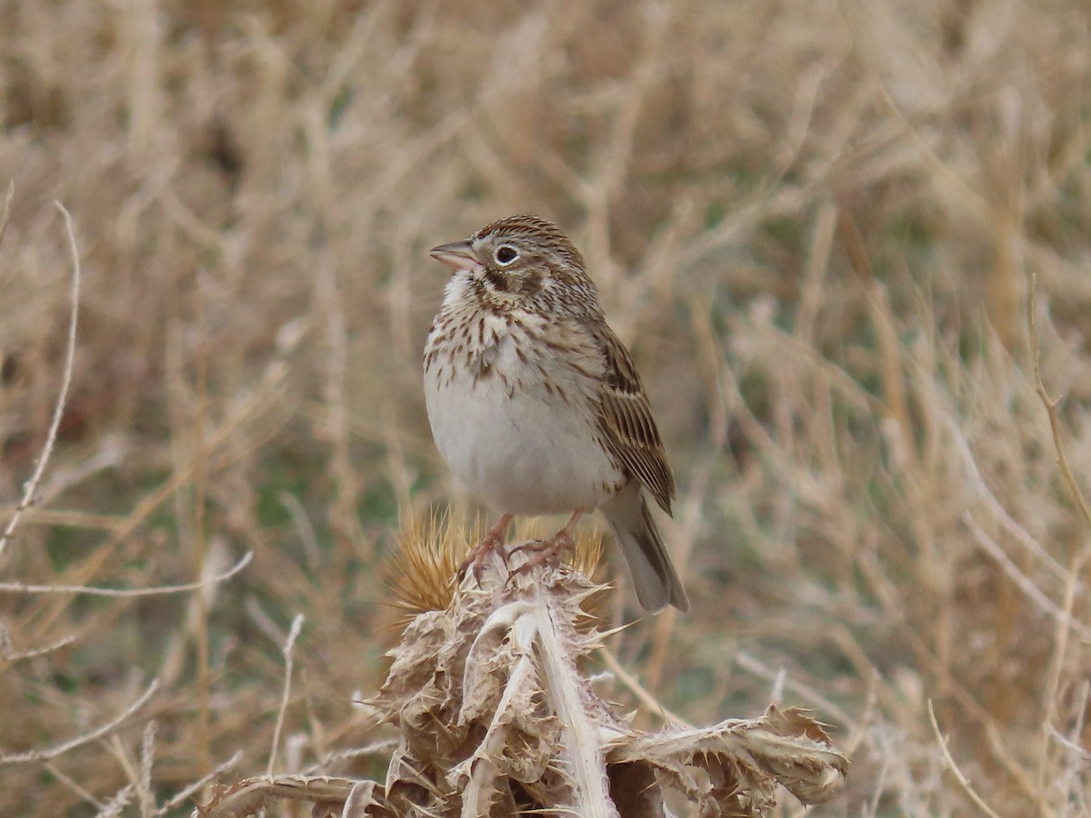 Vesper Sparrow - ML441024651