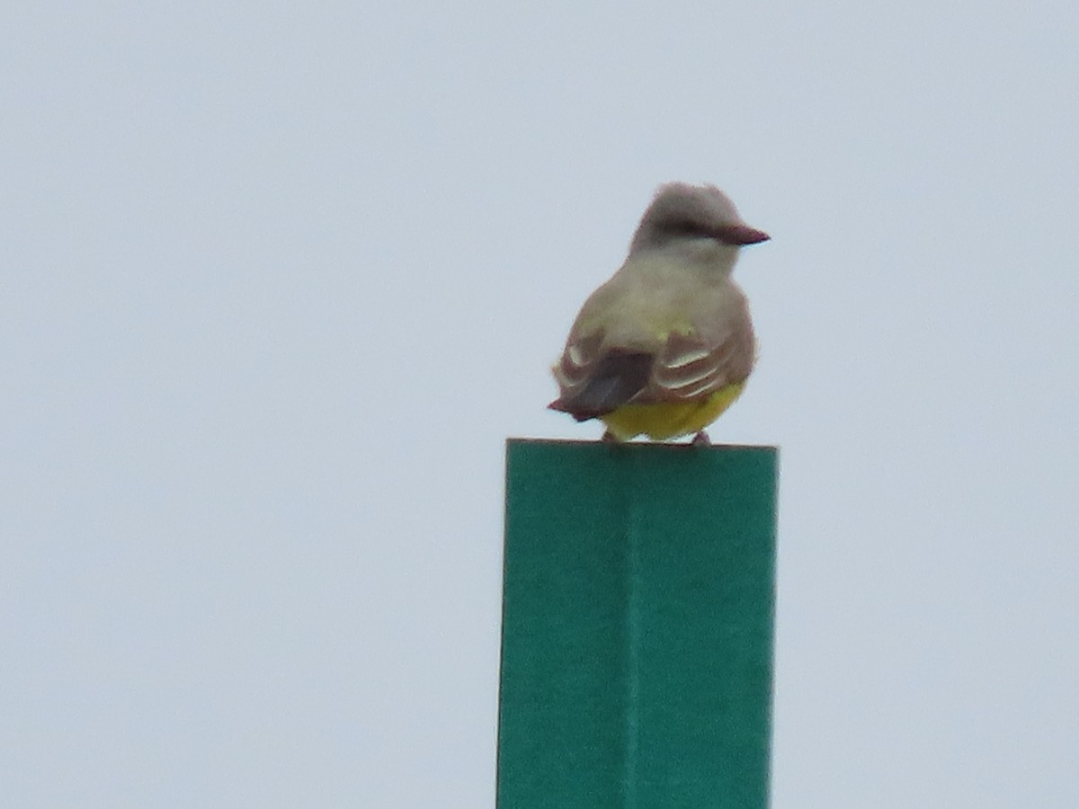 Western Kingbird - ML441024701