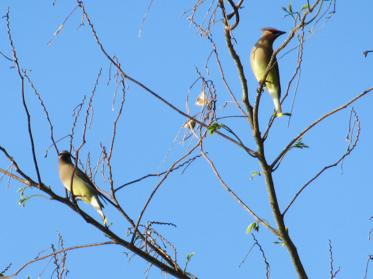 Cedar Waxwing - ML441025031