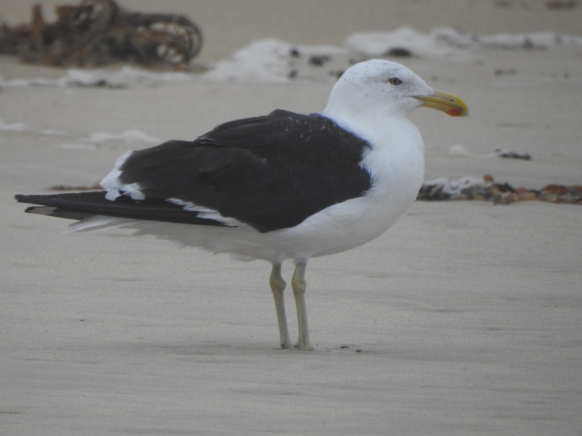 Kelp Gull - ML441028491