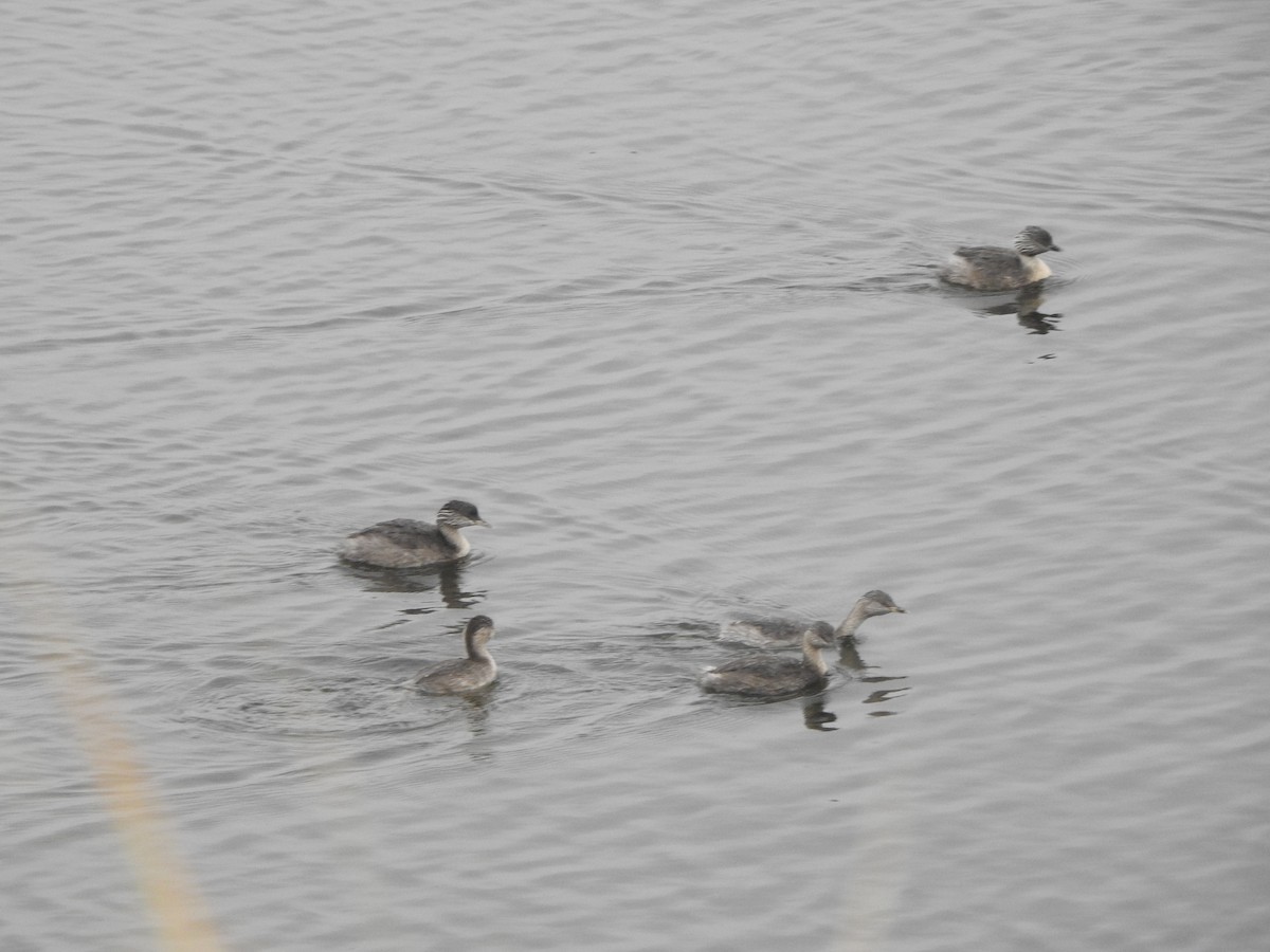 Hoary-headed Grebe - ML441028721