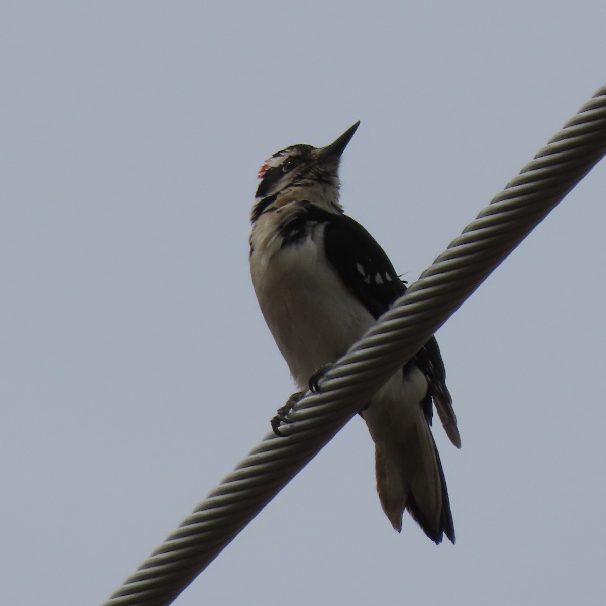 Hairy Woodpecker - ML441029511