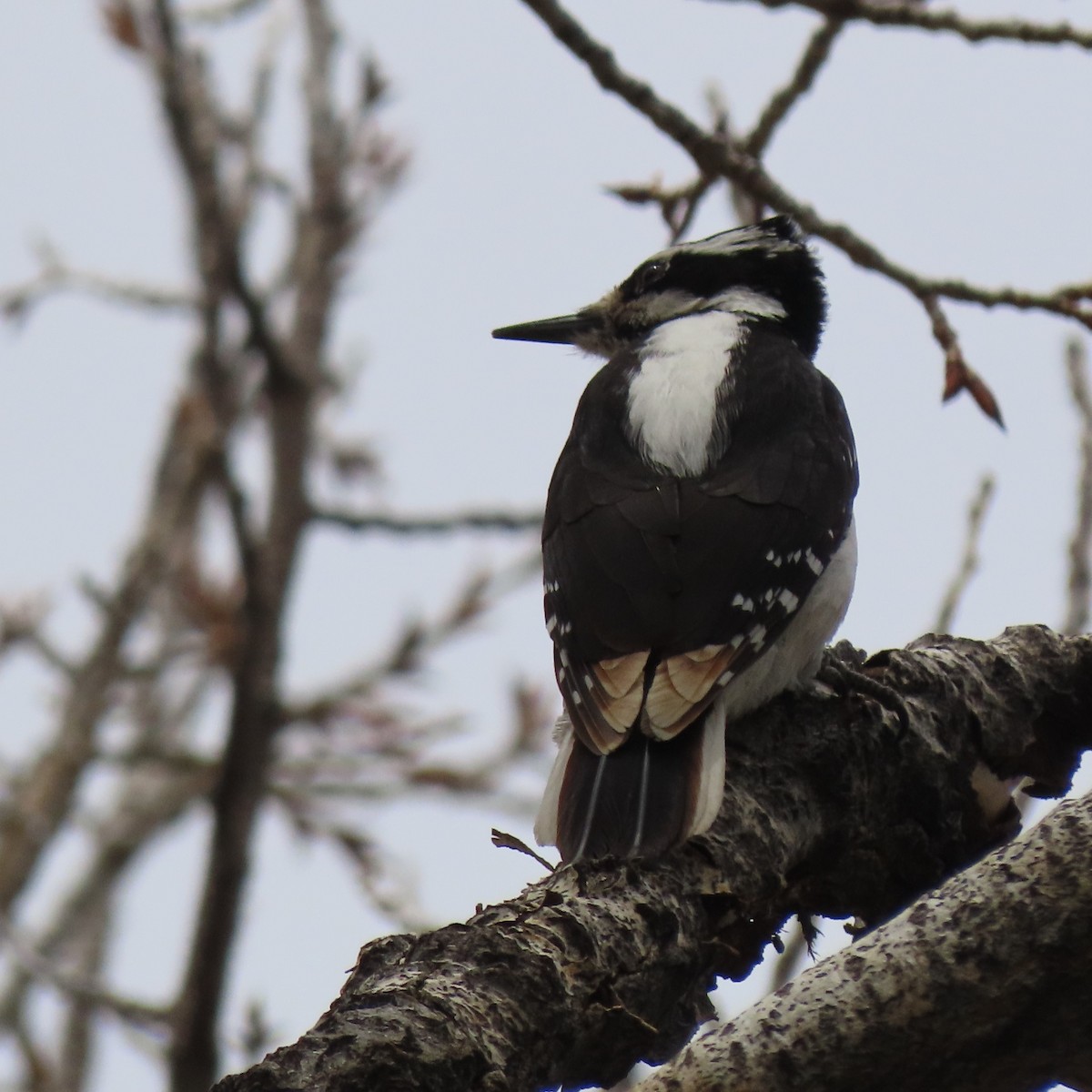 Hairy Woodpecker - ML441029521