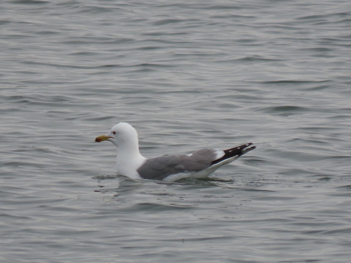 California Gull - Doug Kibbe