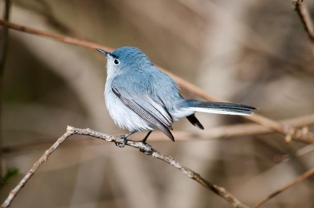 Blaumückenfänger - ML441031121