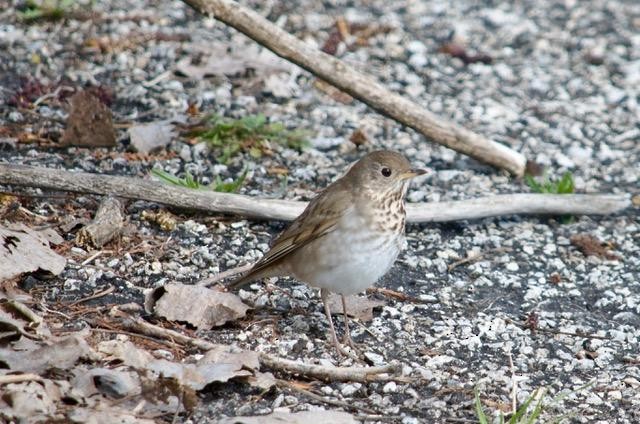 Zwergmusendrossel - ML441031391