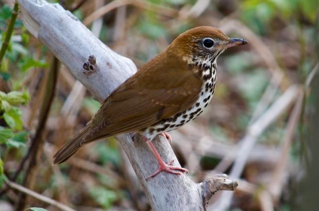 Walddrossel - ML441031471