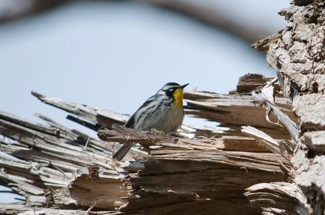 Goldkehl-Waldsänger - ML441031661