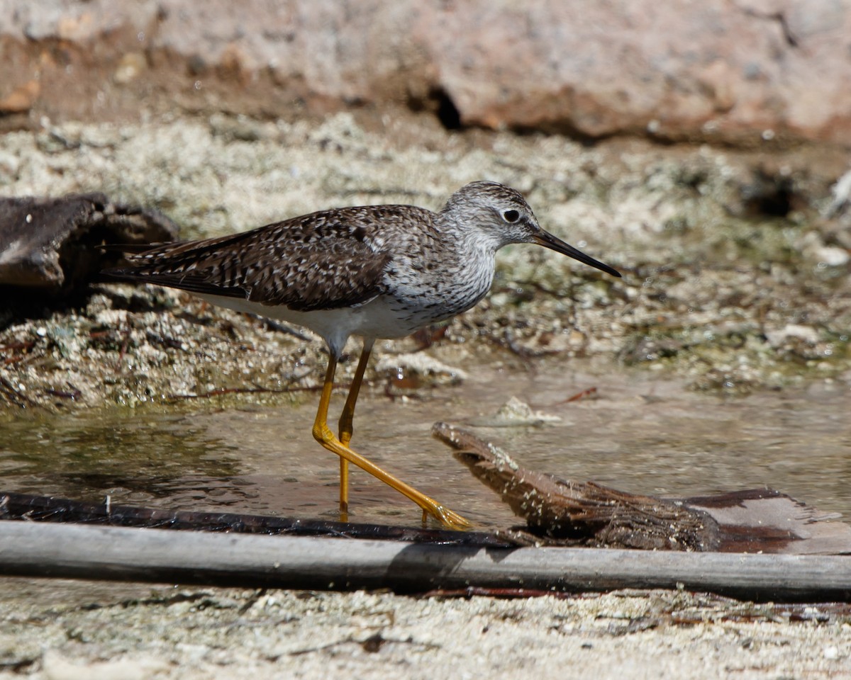 Greater Yellowlegs - ML441031791