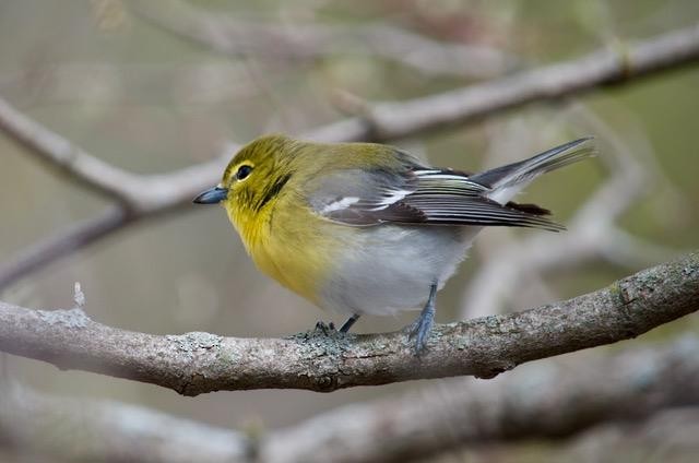 Gelbkehlvireo - ML441032211