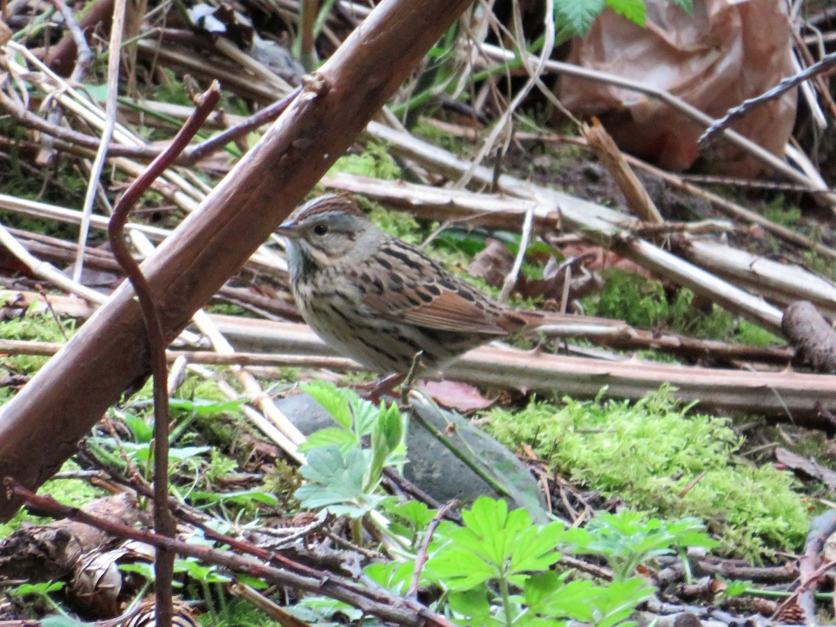 Lincoln's Sparrow - ML441032291