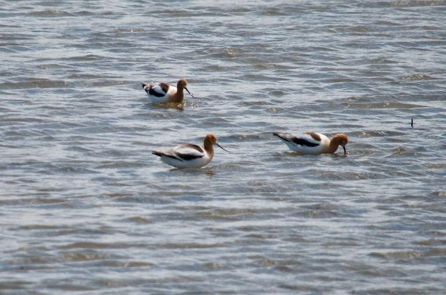 Braunhals-Säbelschnäbler - ML441032541