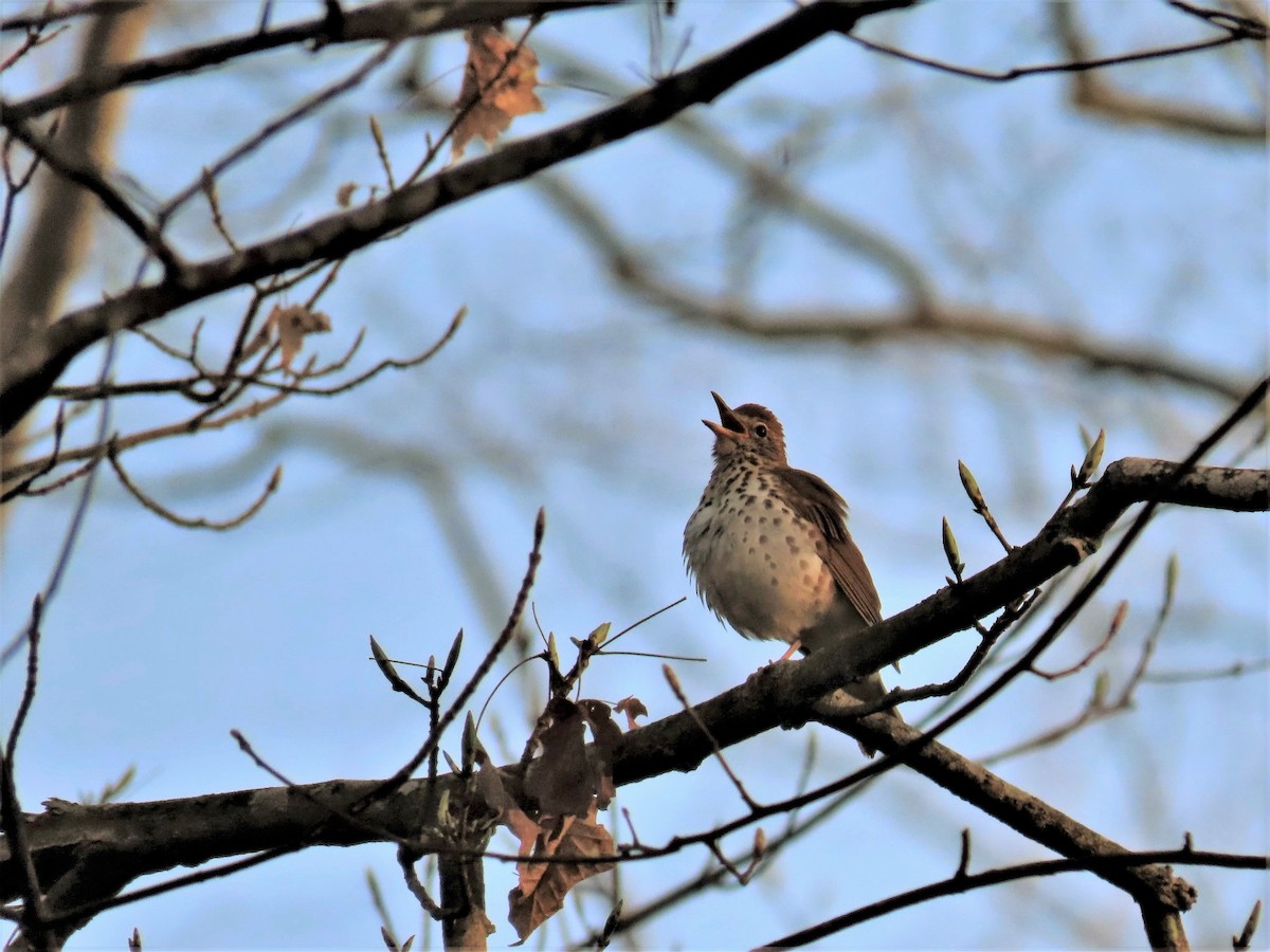 Wood Thrush - ML441032631