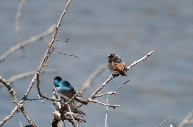 Fahlstirnschwalbe - ML441032861