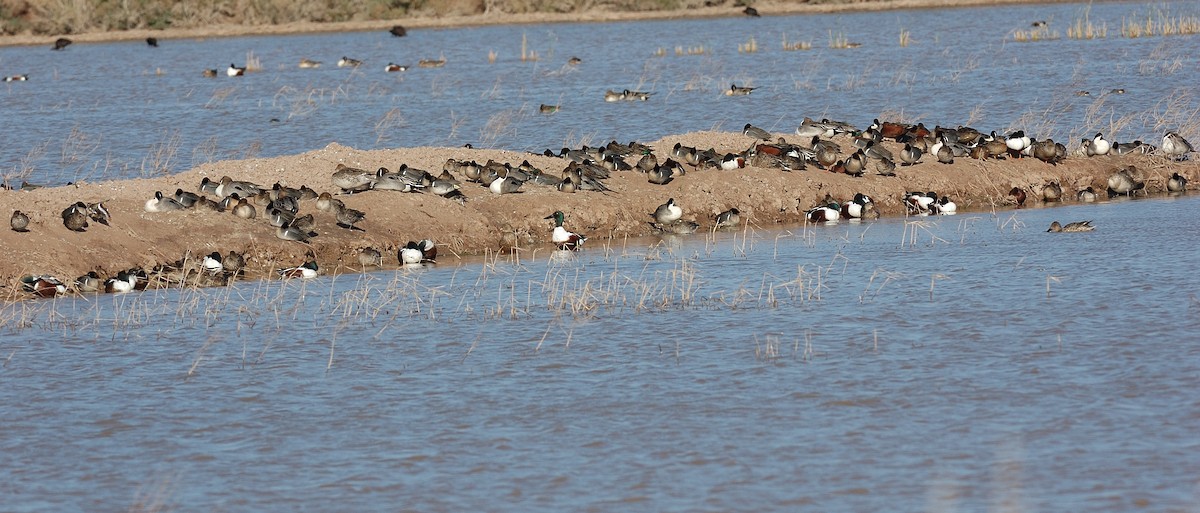 Northern Pintail - ML441033871