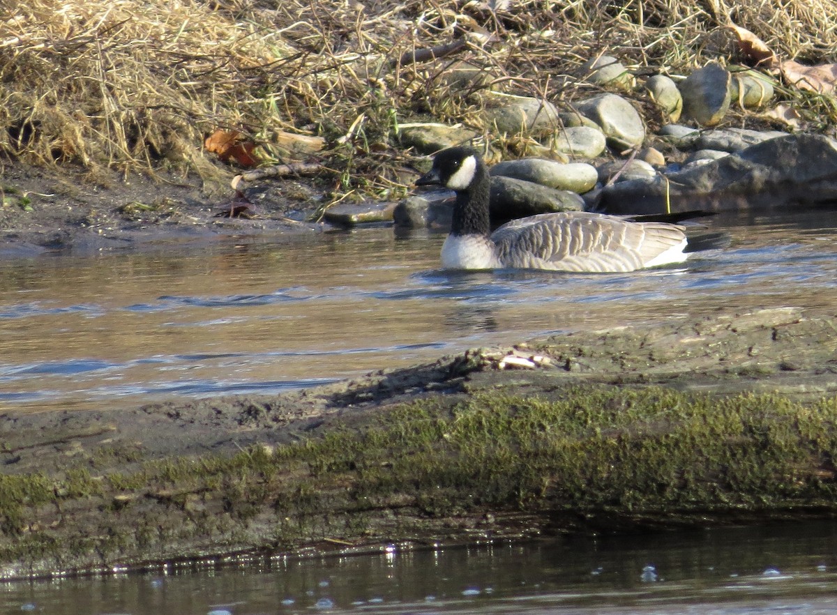 Cackling Goose - Davida Kalina