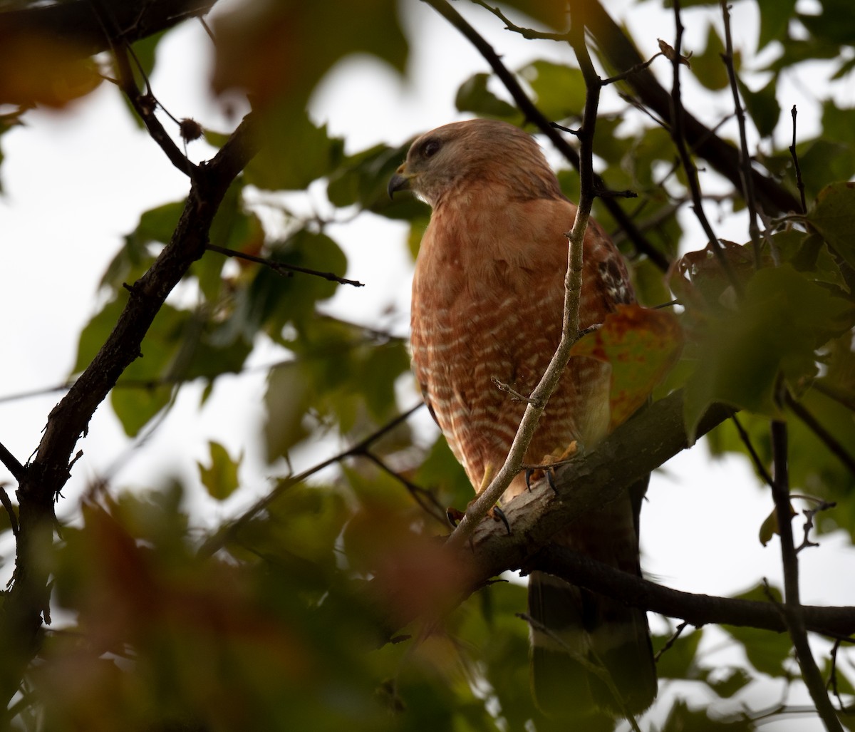 Red-shouldered Hawk - ML441034811