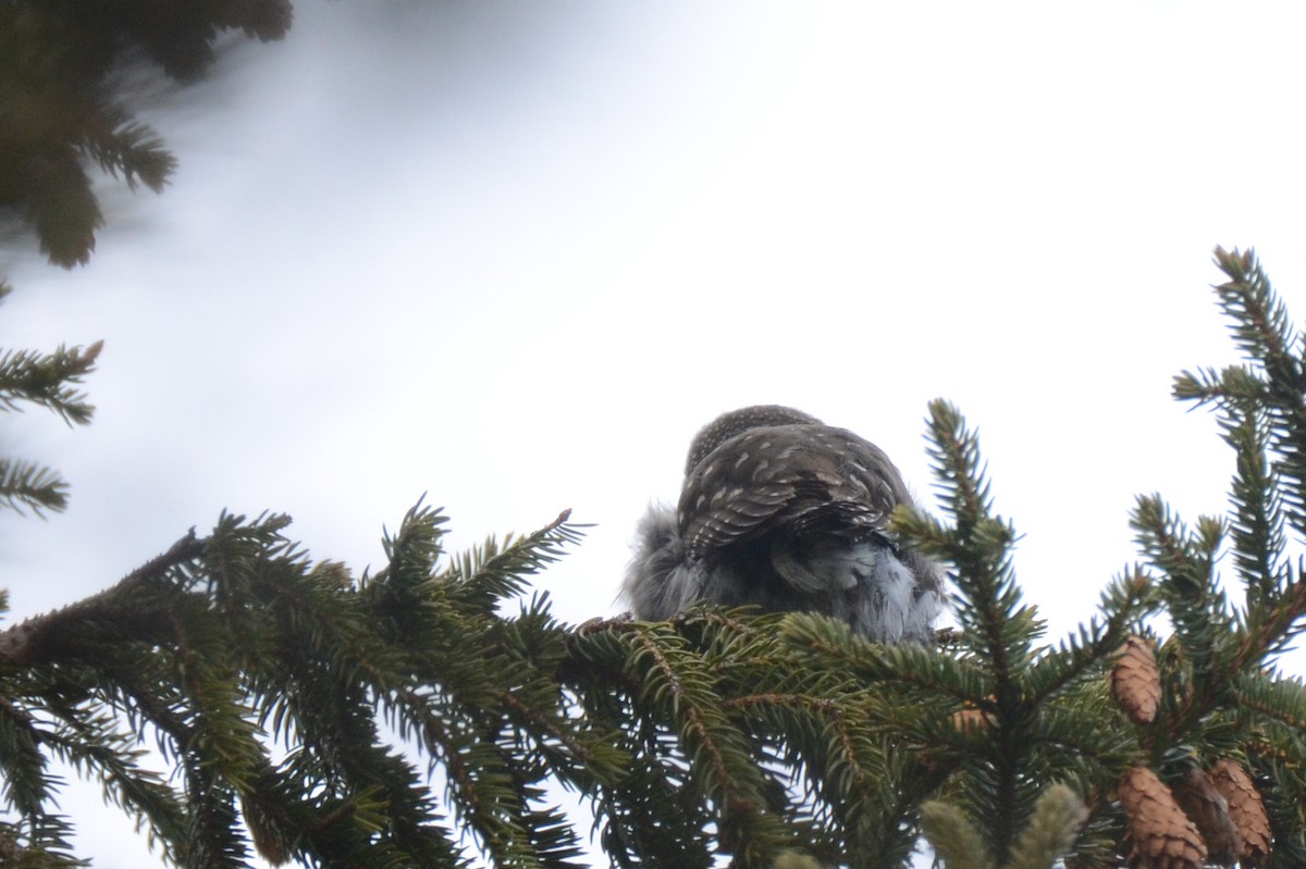 Northern Pygmy-Owl - ML441036441