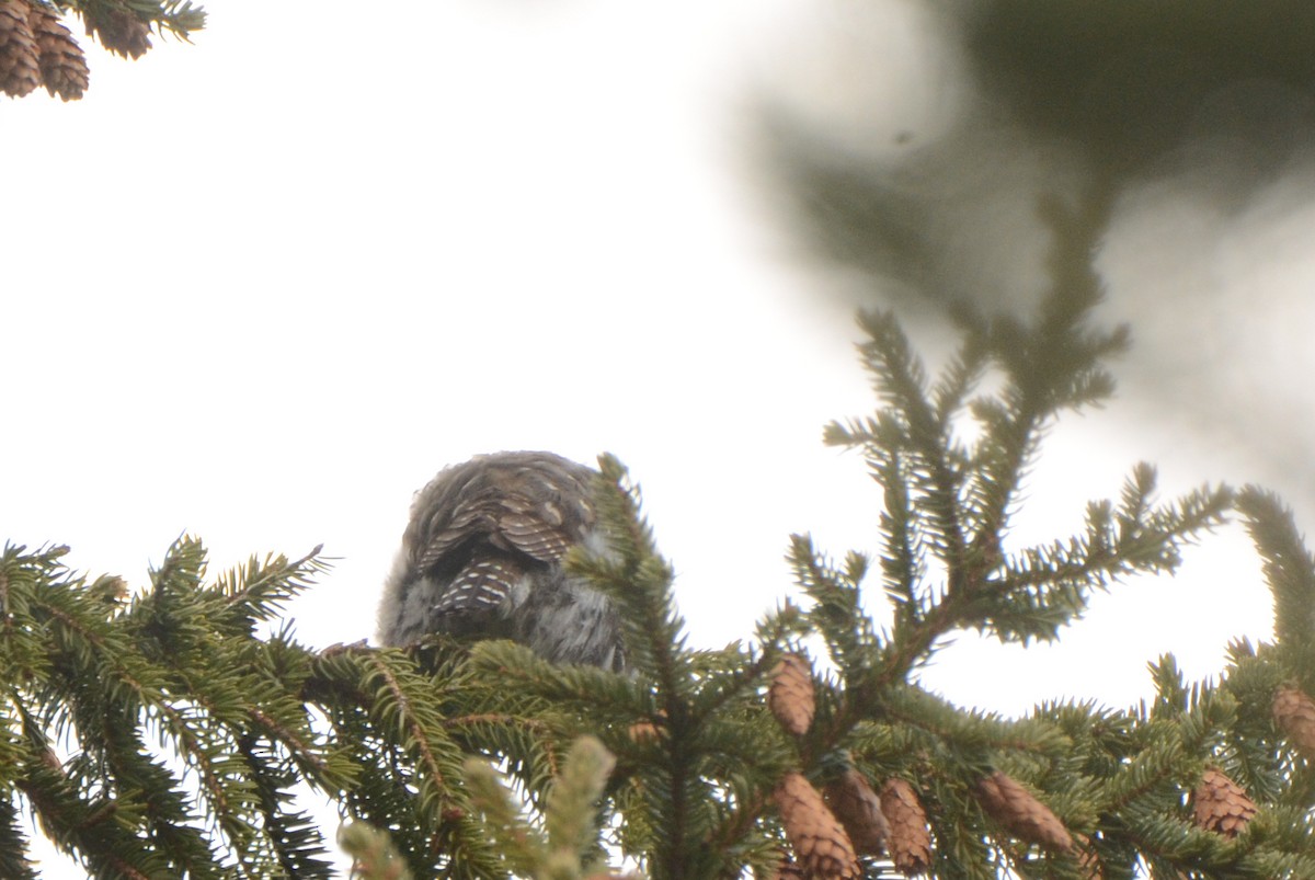 Northern Pygmy-Owl - ML441036451