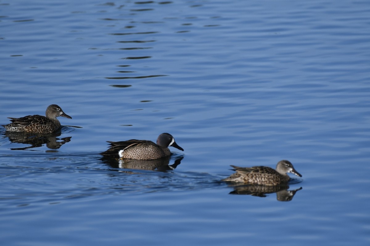 Blue-winged Teal - ML441037981