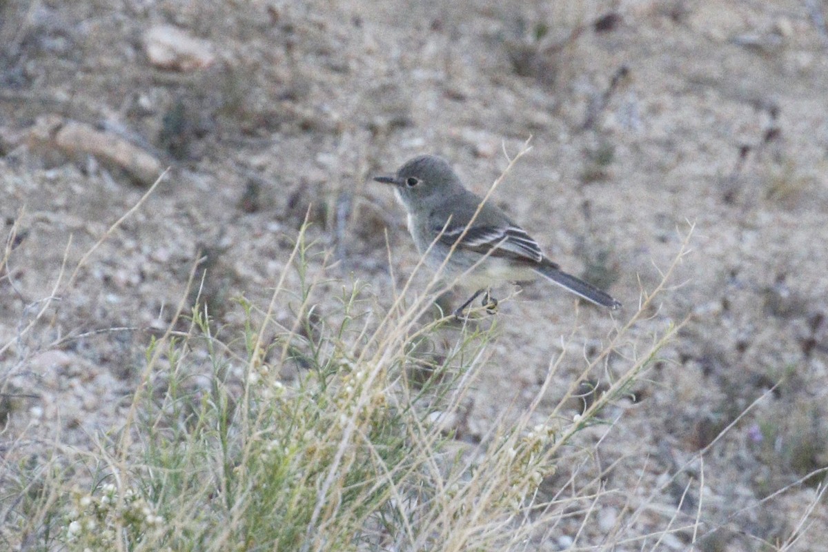 Gray Flycatcher - ML441038371