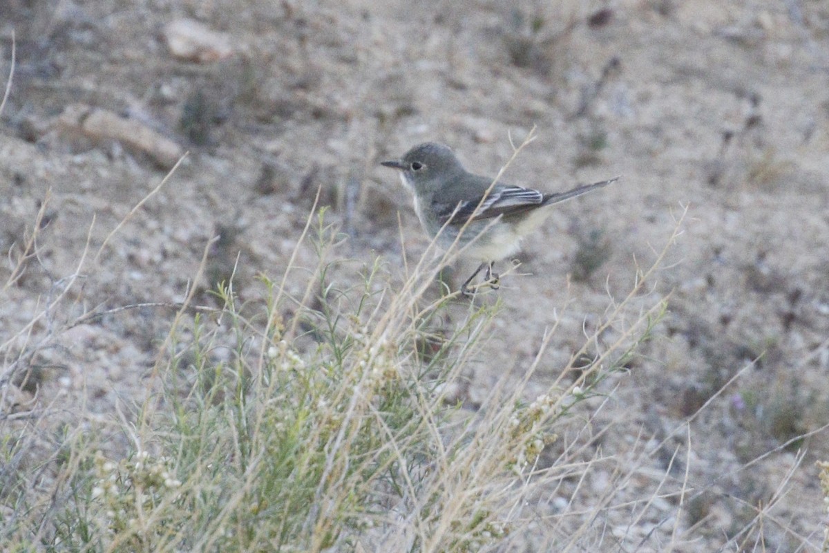 Gray Flycatcher - ML441038381