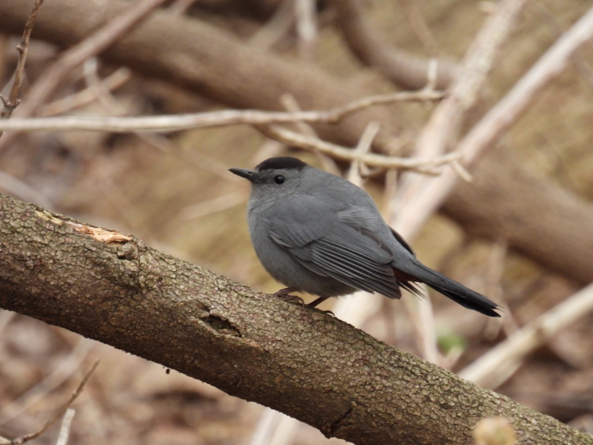 Gray Catbird - ML441038591